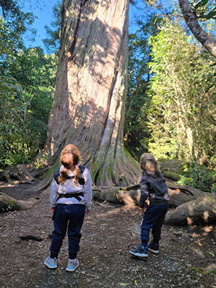 Kids at Peel Forest big Tree