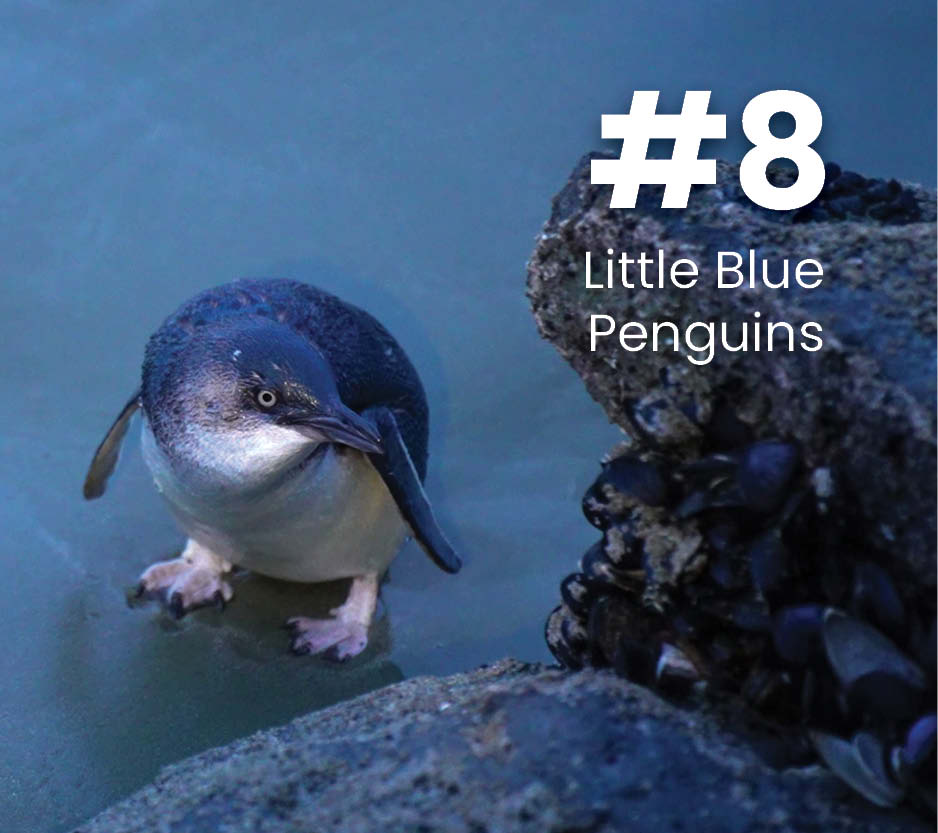 Little Blue Penguins Timaru