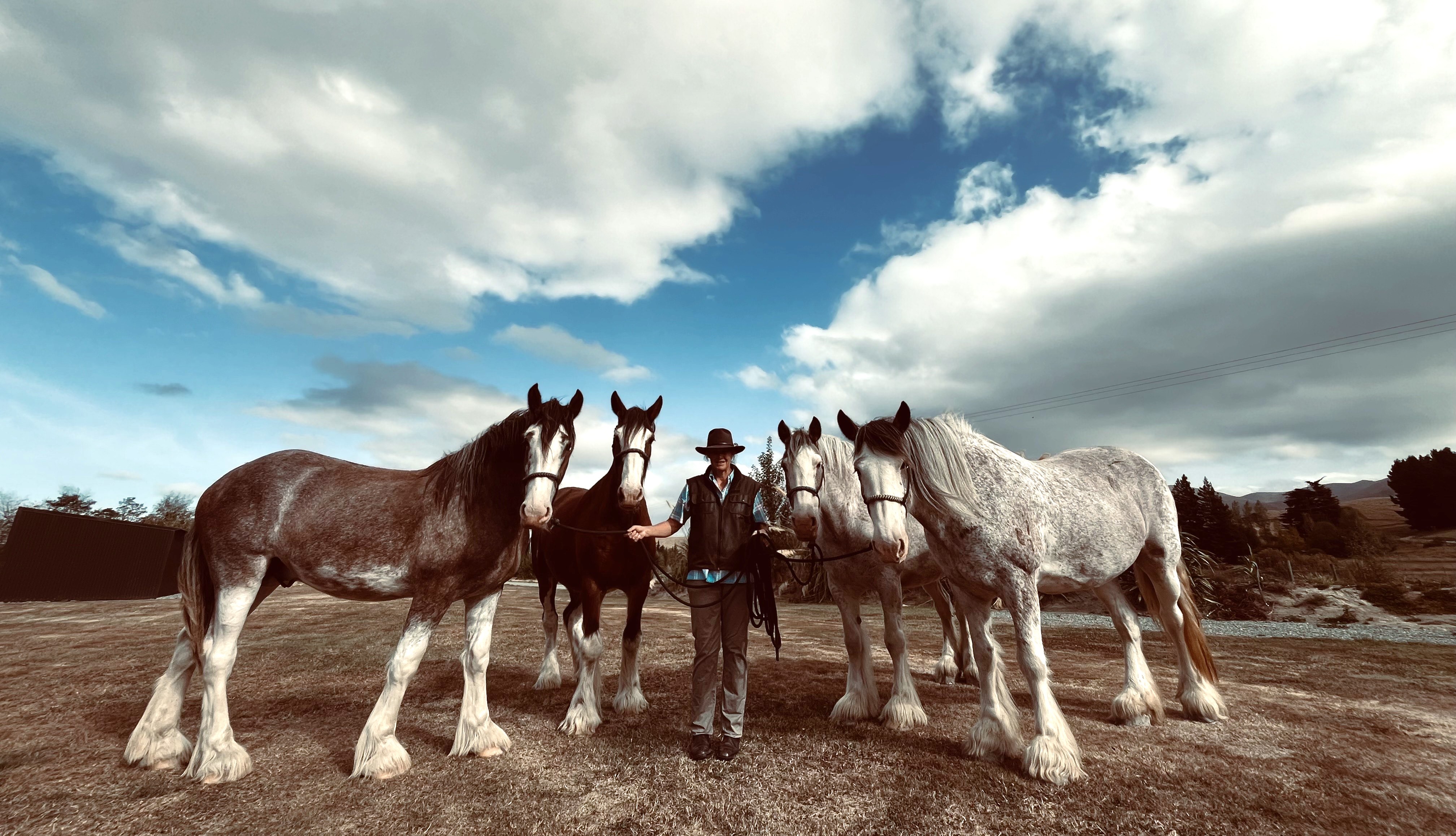 Silverstream Clydesdales