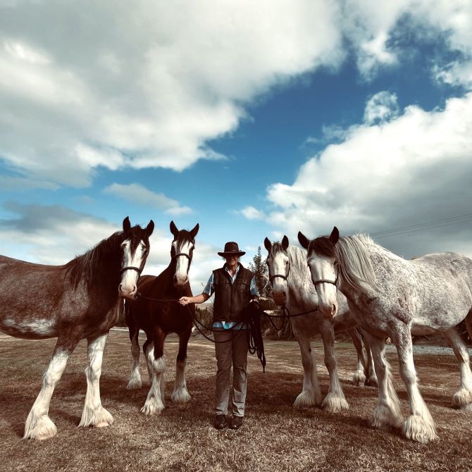 Silverstream Clydesdales