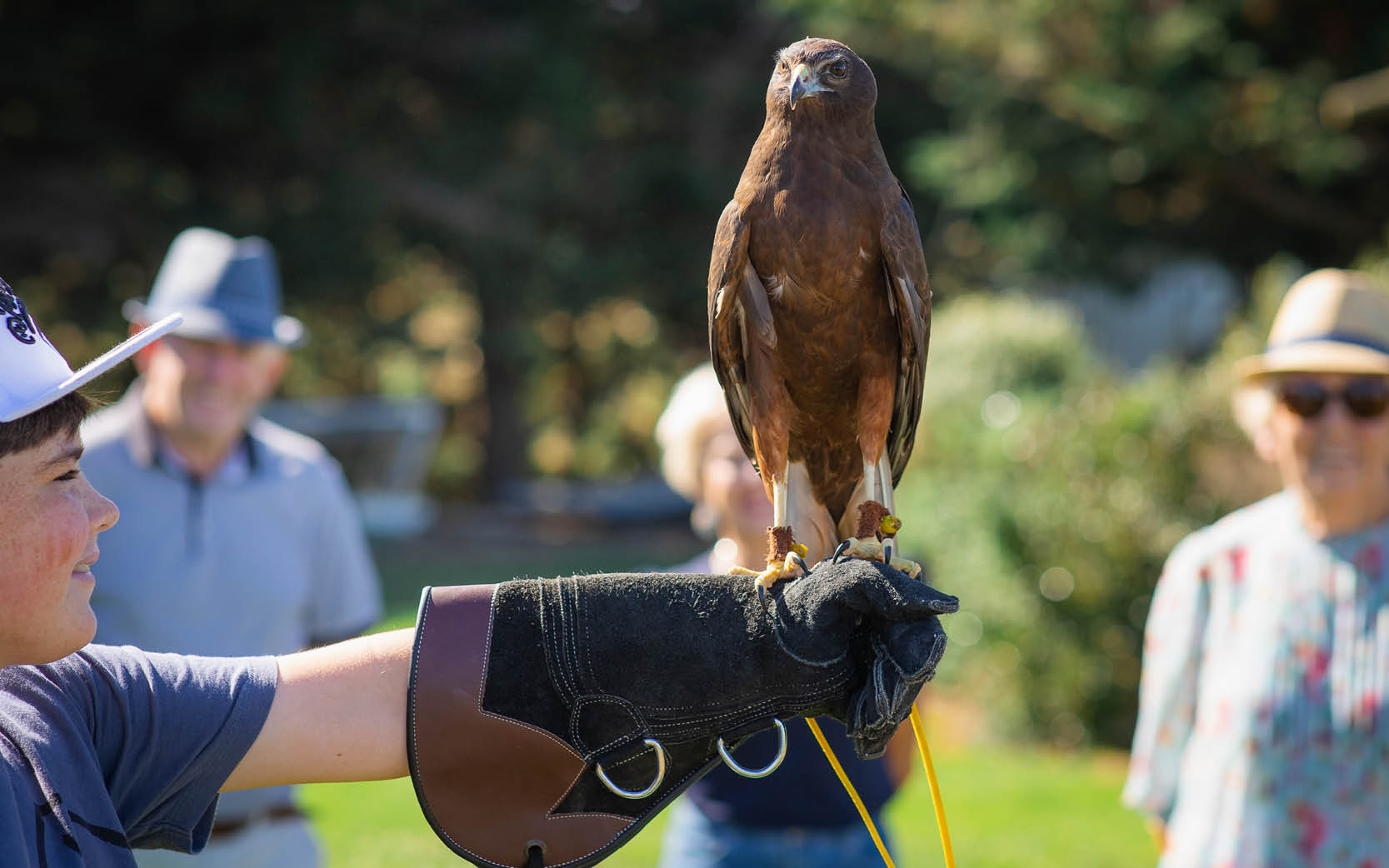 Holding a hawke at The Raptor Experience